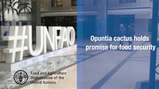 Opuntia cactus a useful asset for food security [upl. by Weber]