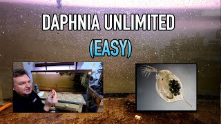 How I Raise Daphnia Water Fleas And You Can Too [upl. by Duntson]