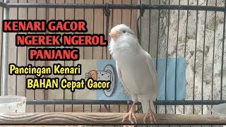 KENARI GACOR NGEREK [upl. by Valerie]