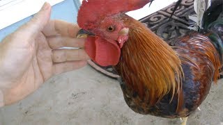 Meet My Pet Rooster  quotChickeequot  HD Video [upl. by Ahsela463]