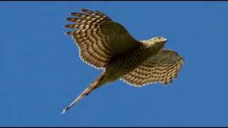 Sparrowhawk Bird Call Bird Song [upl. by Festus]