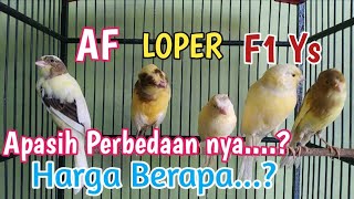 Perbedaan Kenari Loper Af F1 [upl. by Massie970]