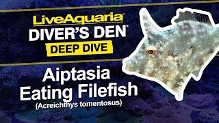 LiveAquaria® Diver’s Den® Deep Dive Aiptasia Eating Filefish Acreichthys tomentosus [upl. by Anerys]