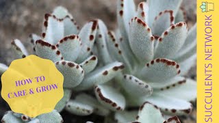 How To Grow amp Care For Kalanchoe Tomentosa Panda Plant [upl. by Heman522]