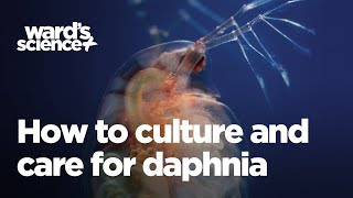 Caring and Culturing for Daphnia [upl. by Martens638]