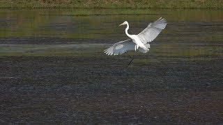 Great Egrets in Slow Flight RX10 Mark IV [upl. by Ogu]