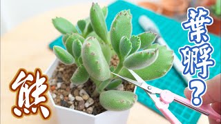 【多肉植物繁殖】熊童子能葉孵嗎？教你怎麼100孵出來 How to propagate Cotyledon tomentosa from leaves English subtitles [upl. by Lativa395]