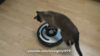 Cat shows HOW TO use iRobot Roomba Vacuum [upl. by Hallock321]