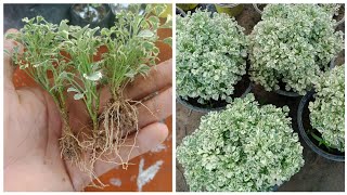 How To Propagate Aralia From Cuttings  Aralia plant Care  Johnson Engleng [upl. by Auberta]