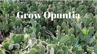 Grow Opuntia From Cutting  Prickly Pear Cactus [upl. by Hplar35]