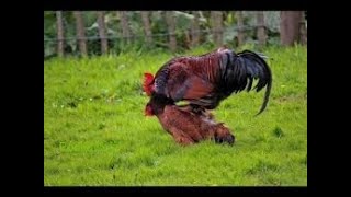 Rooster Group Mating With Chicken  Hen [upl. by Benedetta]