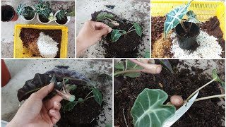 How to propagate Alocasia Polly by cuttings [upl. by Ellekim63]