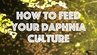 How To Feed Your Daphnia Culture [upl. by Ecarret]