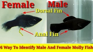 6 Way To Identify Male And Female Molly Fish [upl. by Meelak]