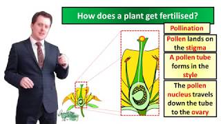 Fertilisation and Germination  Biology  Key Stage 3  Mr Deeping [upl. by Orland847]