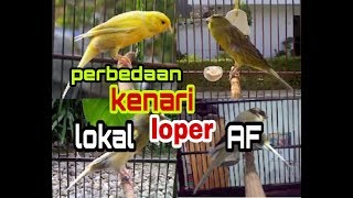 INILAH perbedaan antara KENARI lokal  loper  AF [upl. by Crowell]