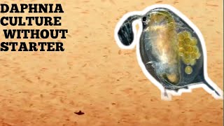 HOW TO CULTURE DAPHNIA NATURALLY WITHOUT A STARTER [upl. by Kamal580]