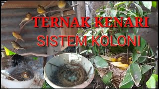 TERNAK KENARI SISTEM KOLONI [upl. by Esinad]