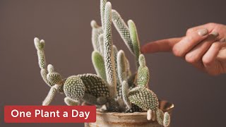 Opuntia microdasys Bunny Ear Cactus Houseplant Care — 8 of 365 [upl. by Valencia744]