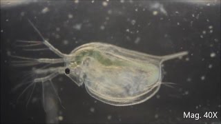 Daphnia magna under the Microscope [upl. by Anaitat870]