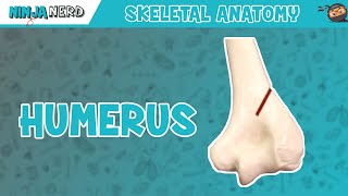 Humerus Anatomy [upl. by Nevarc813]