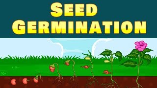 Germination  Seed  Seed Germination  Kid2teentv [upl. by Gildas235]