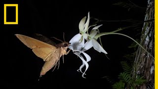 Rare Ghost Orchid Has Multiple Pollinators  Short Film Showcase [upl. by Koy]