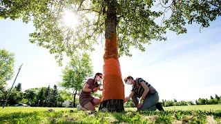 McNally High School prepares for COVID19 grad ceremony [upl. by Julienne]