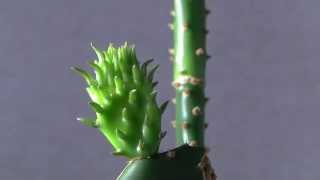 Prickly Pear Cactus Opuntia ficusindica Timelapse of new pad sprout [upl. by Sachs]