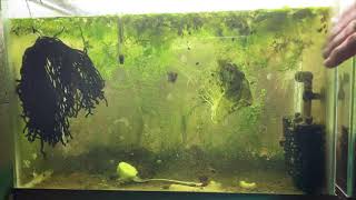 Scuds Daphnia Cherry Shrimp Copepods My aquatic food culture [upl. by Cornell]