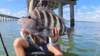 GIANT SHEEPSHEAD FISHING on BRIDGE PILINGS  HOW TO Catch and Cook [upl. by Devonna]