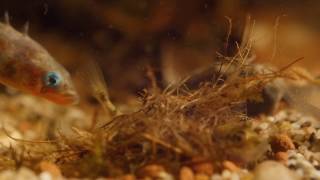 Male three spined stickleback nudging female into nest to encourage egg laying [upl. by Nosduh]