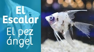 Escalar · Pez ángel del Amazonas 🐠 [upl. by Mert]