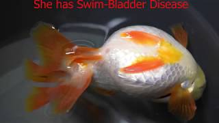 Swim Bladder Disease in Goldfish [upl. by Nawor]