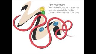 The Process of Osmoregulation [upl. by Alvan]