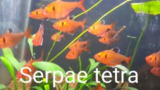 Serpae Tetra Amazing Fish  Schooling Serpae Tetra Fishes [upl. by Orlina]