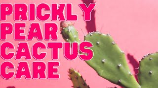 Prickly Pear Opuntia Plant Care Guide For Beginners [upl. by Ewen]