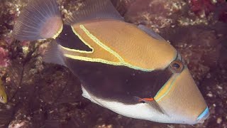 Facts The Reef Triggerfish Humuhumunukunukuapuaa [upl. by Angle]