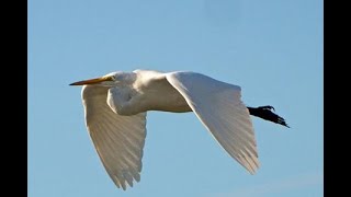 L👀K  GREAT WHITE EGRET in Flight ◕‿◕ Egretta alba magna [upl. by Ateloj359]