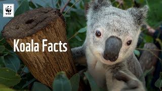 5 Facts About Koalas 🐨  WWFAustralia [upl. by Arne]