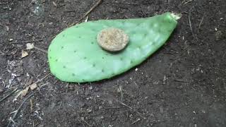 How to Plant Opuntia Cactus so It wont Rot Comparing Techniques [upl. by Deedee546]