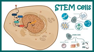 Stem cells  properties metabolism and clinical usage [upl. by Lezlie]