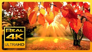 4K Autumn Forest amp Relaxing Piano Music  Beautiful Fall Leaf Colors in 4K UHD  2 Hours [upl. by Atilol92]