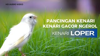 PANCINGAN KENARI  Kenari Loper gacor Ngerol [upl. by Estey]