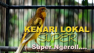 kenari Lokal Super gacor [upl. by Llenehs510]