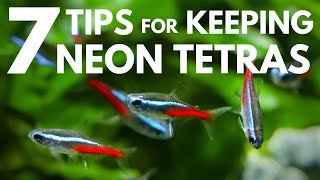 7 Tips for Keeping Neon Tetras in an Aquarium [upl. by Eenal]