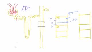 How does Antidiuretic Hormone ADH work [upl. by Notyal]