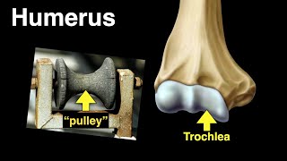 Humerus [upl. by Winzler793]