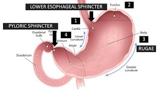 Zoom Class 5  Gastric Anatomy Relevant to Endoscopy  by Dr Selvi Thirumurthi MD [upl. by Chuu807]