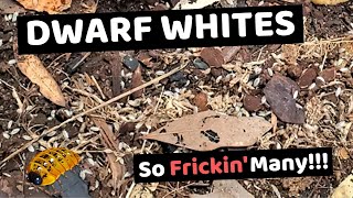 Dwarf White Isopods  Care Guide  How to Breed [upl. by Nawad]